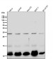 Anti-BANF1 Rabbit Monoclonal Antibody